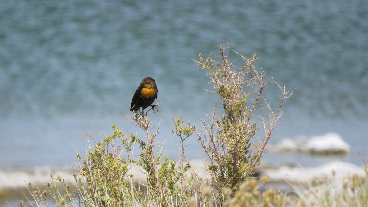 Yellow-headed Blackbird - ML485102111