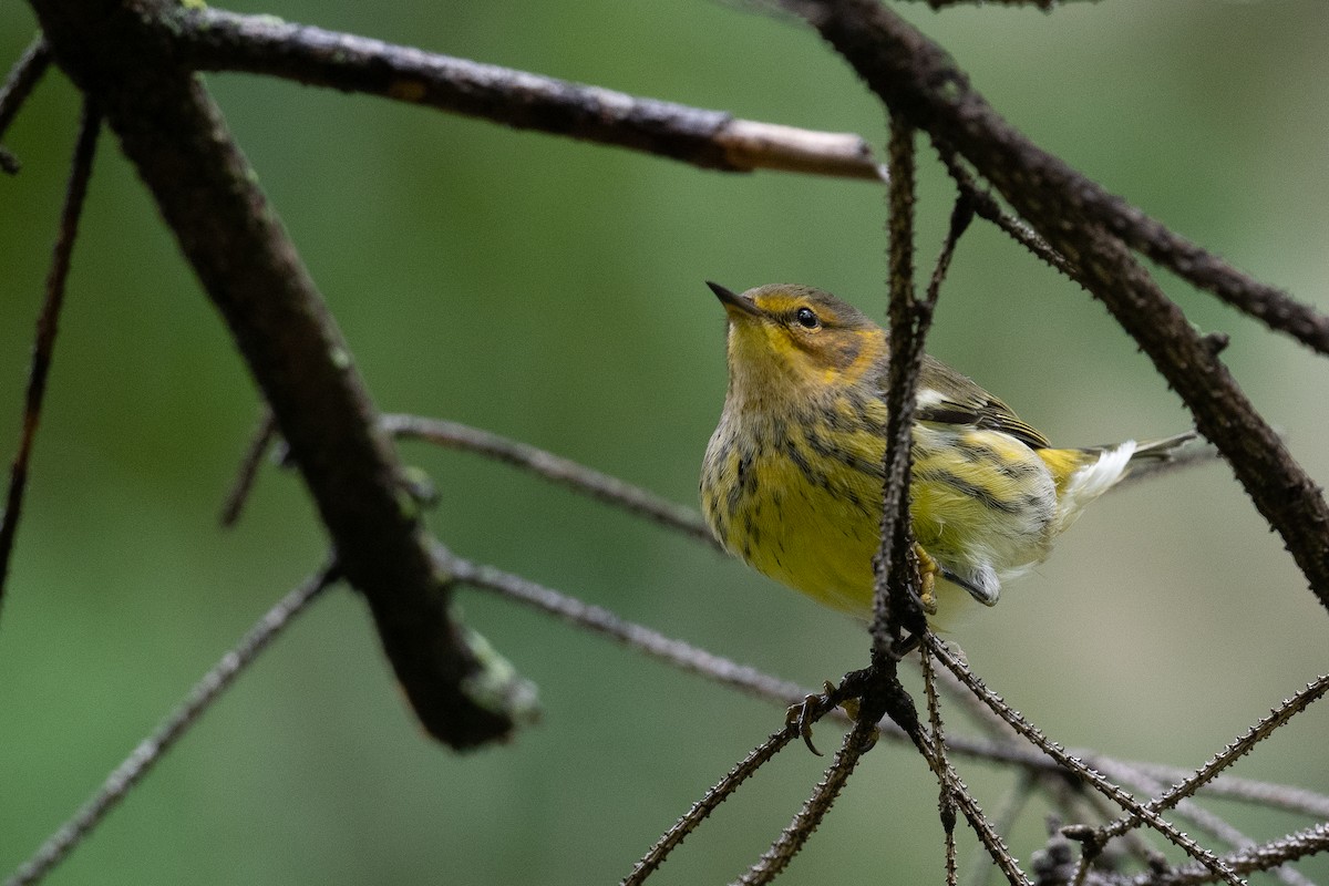 Cape May Warbler - ML485103681