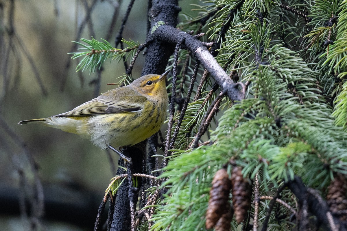 Cape May Warbler - ML485103701
