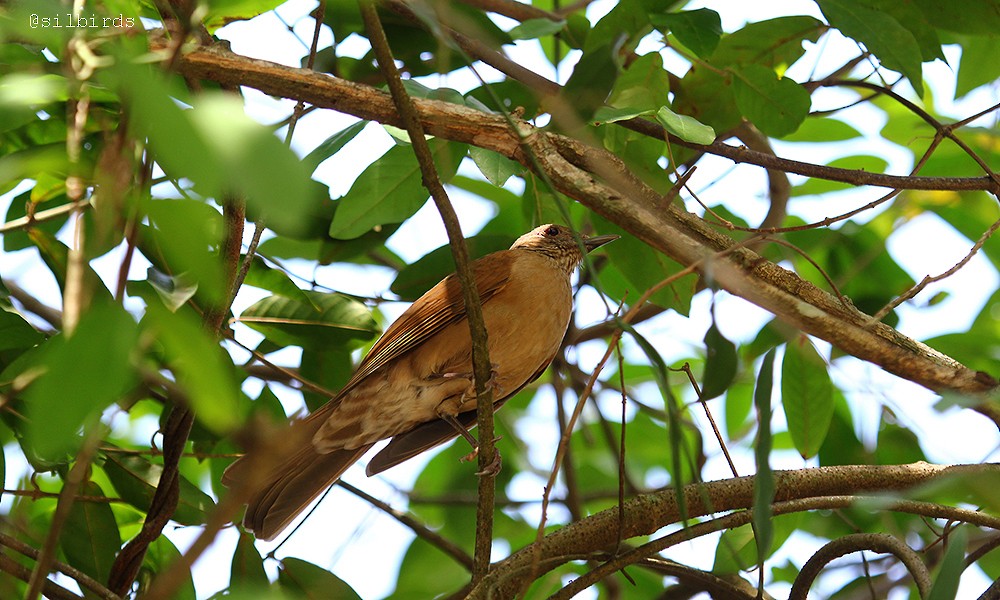 Pale-breasted Thrush - ML485104331
