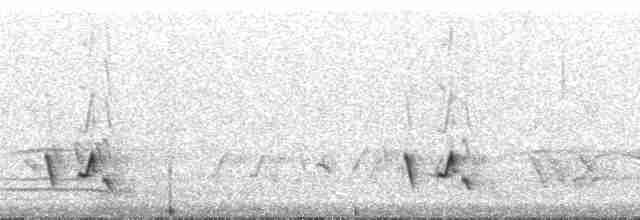 Streifenpanthervogel - ML48511