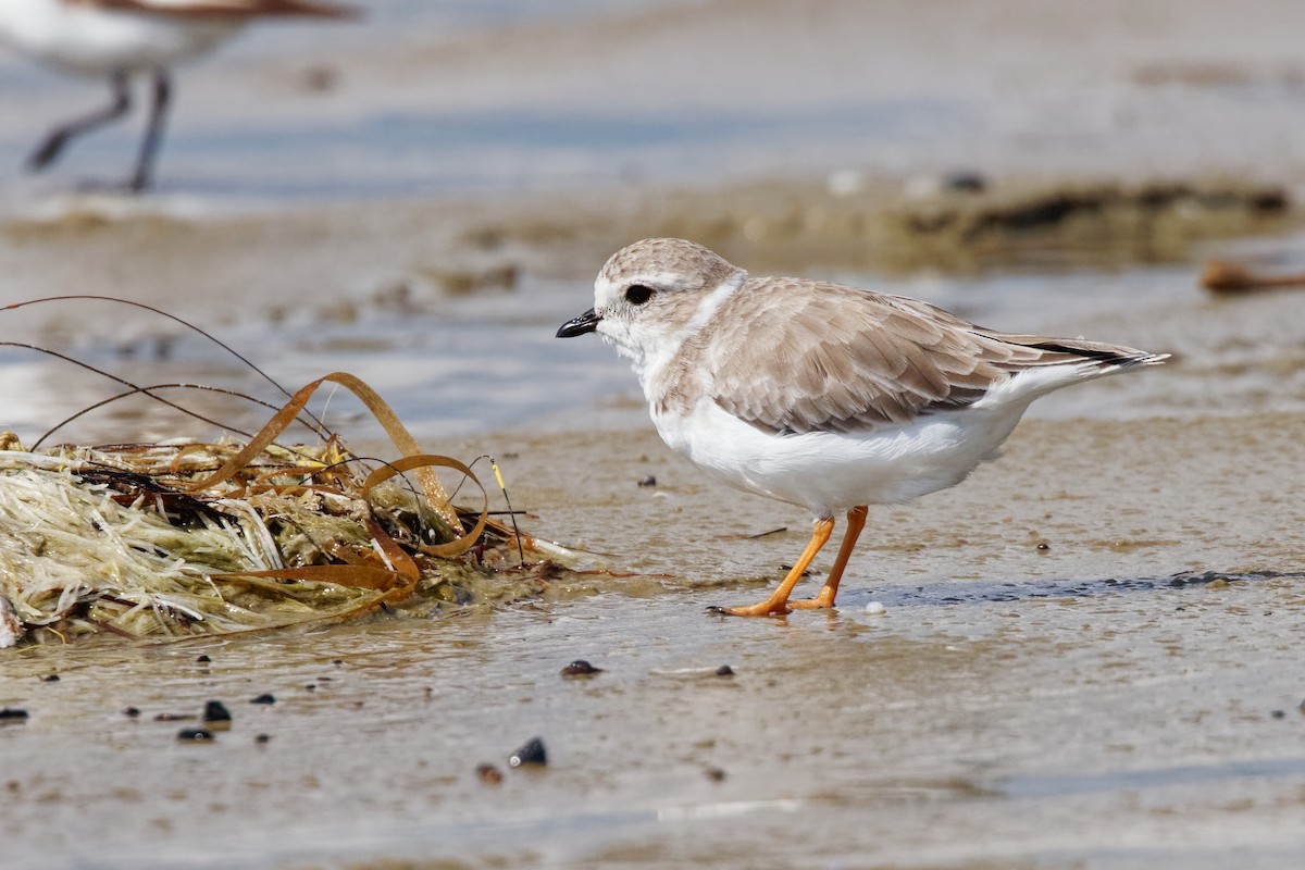 Piping Plover - Dina Perry