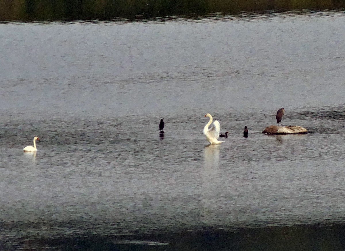 eBird Checklist - 17 Sep 2022 - Eagle Creek Park--Ornithology Center