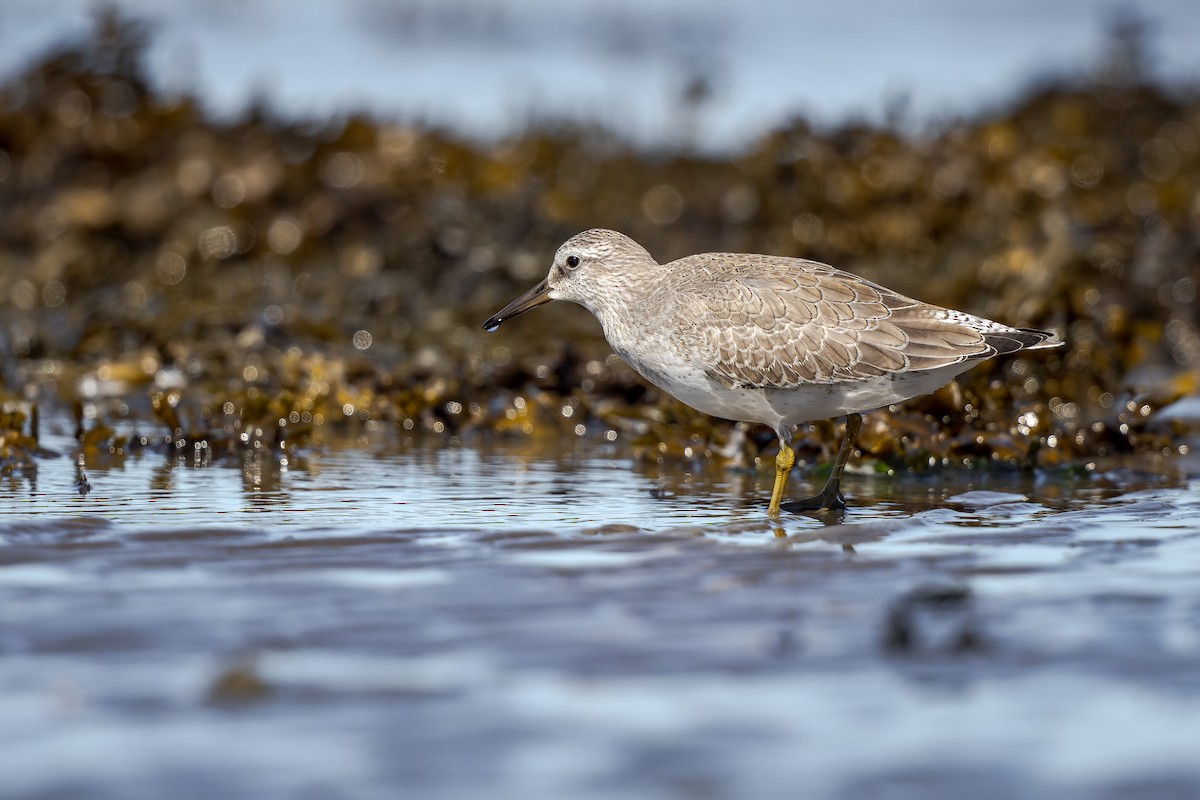 Red Knot - ML485120111