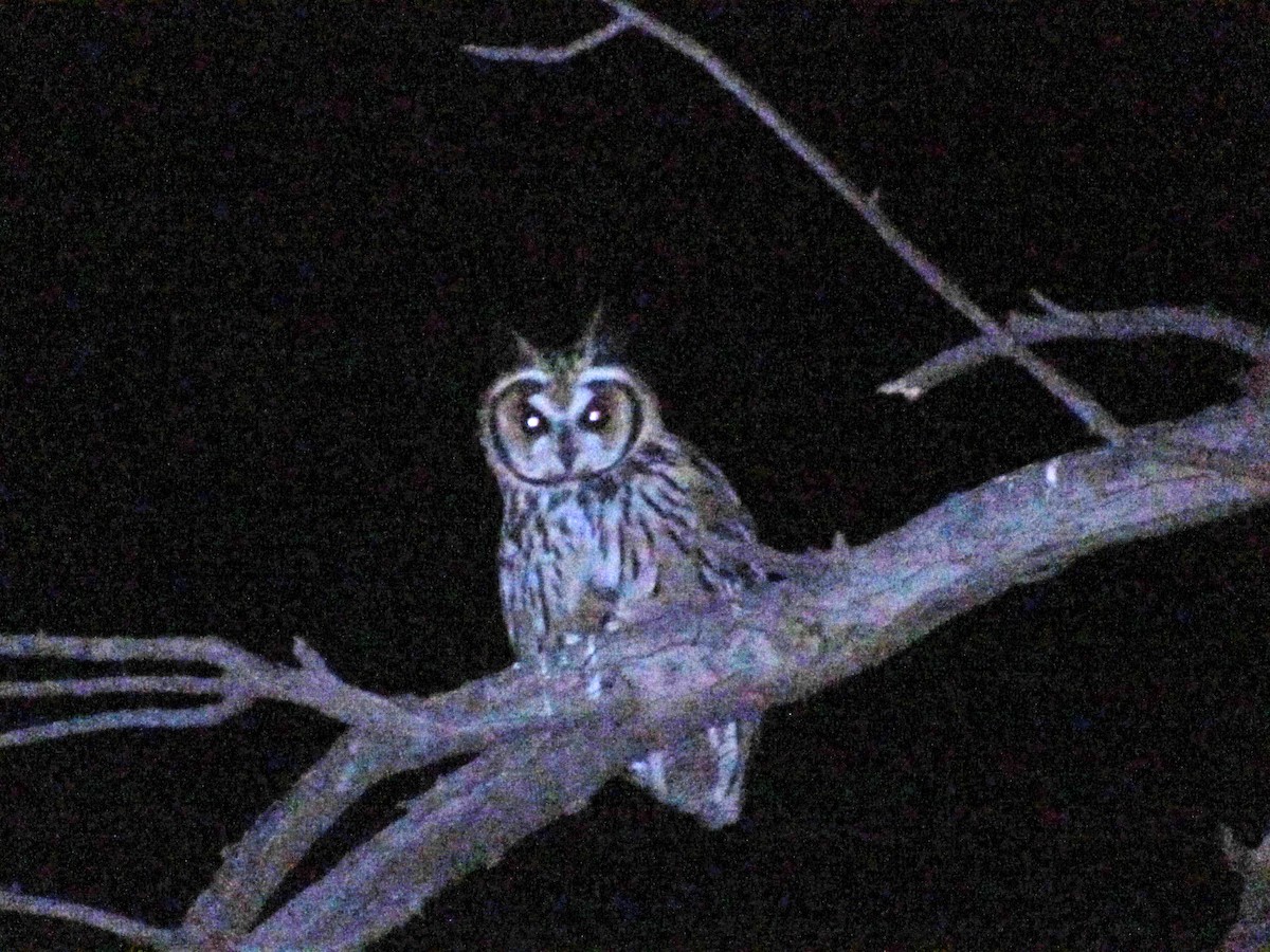 Striped Owl - Alasco López