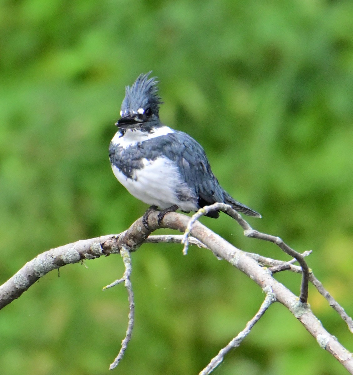 Belted Kingfisher - ML485129721