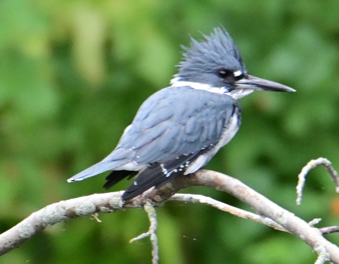 Belted Kingfisher - ML485129761