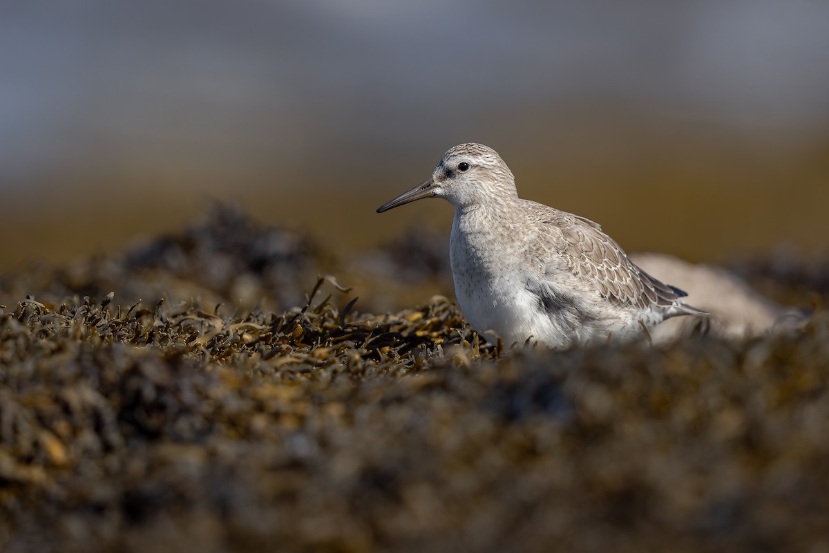 Red Knot - ML485132741