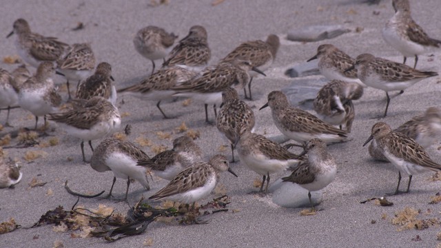  - Semipalmated Sandpiper