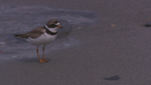 Semipalmated Plover - ML485135