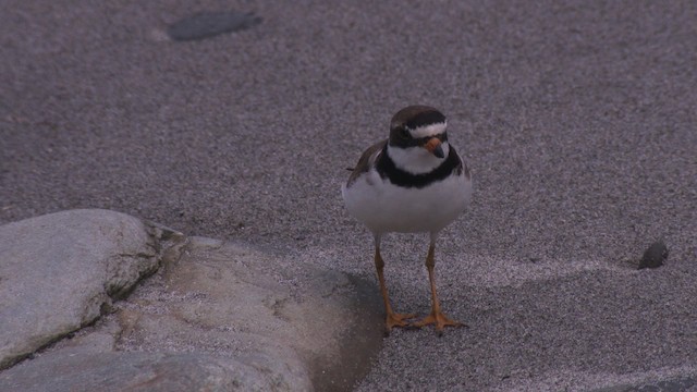 Semipalmated Plover - ML485136