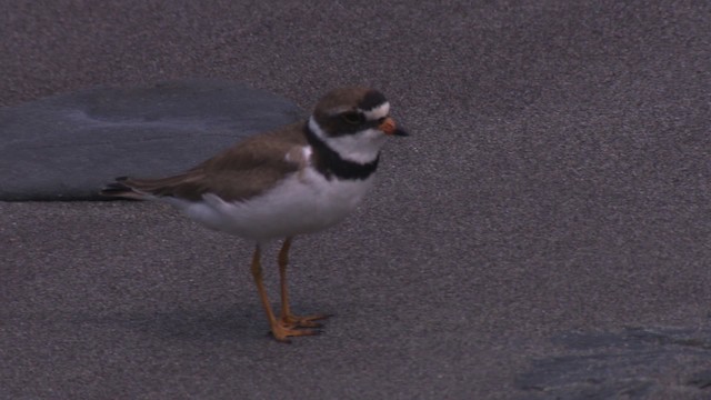 Semipalmated Plover - ML485137