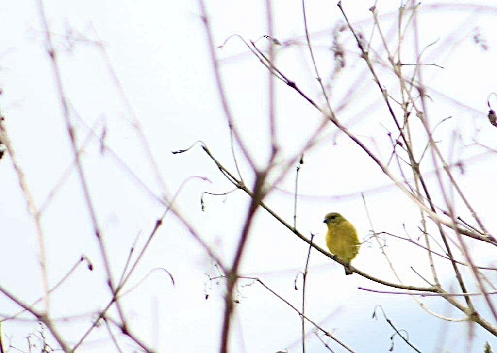Stripe-tailed Yellow-Finch - ML485138341