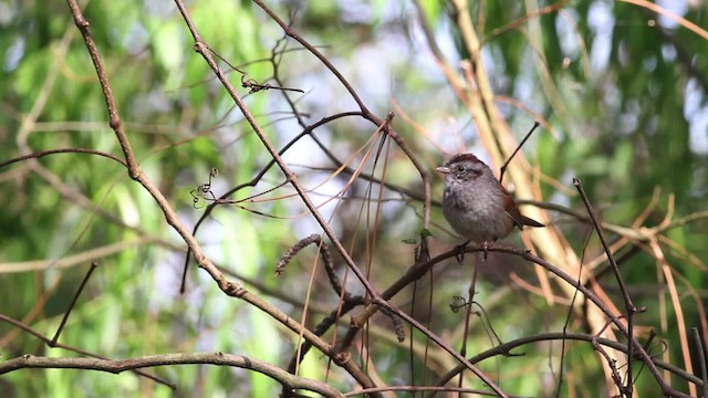 Swamp Sparrow - ML485139