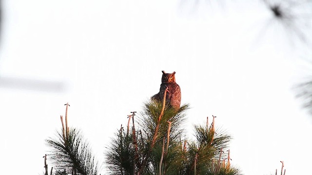 Great Horned Owl - ML485143