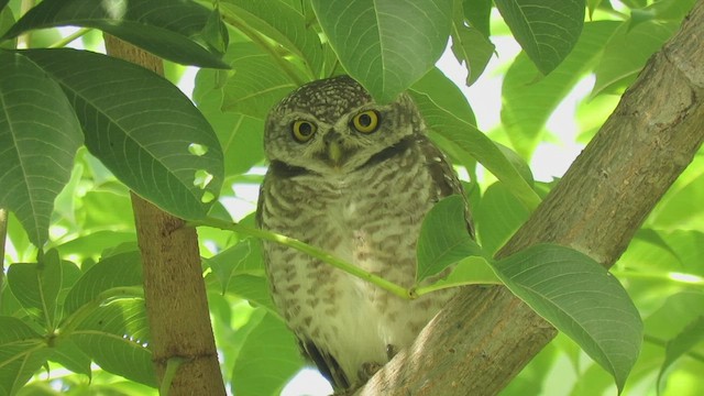 Spotted Owlet - ML485144471