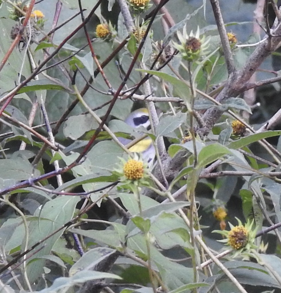 Ebird Checklist Sep Fermilab Dupage Co Species