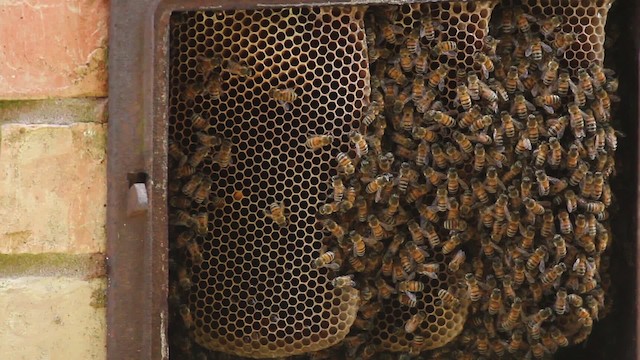 honey bee - ML485150