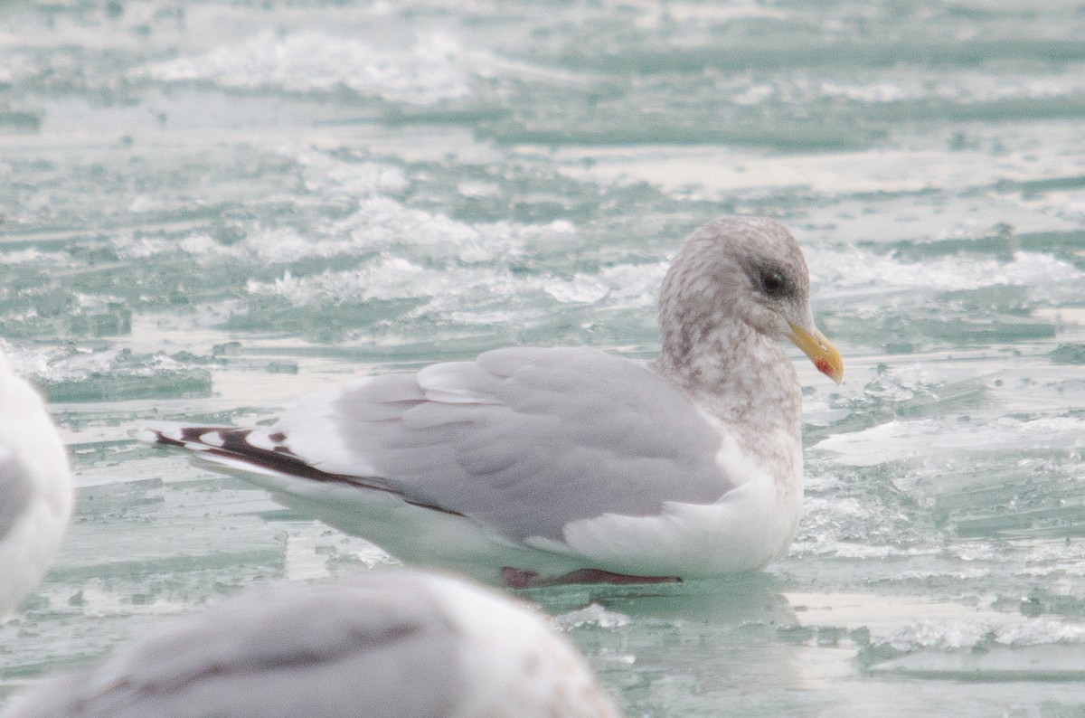 Iceland Gull (Thayer's) - Iain Rayner