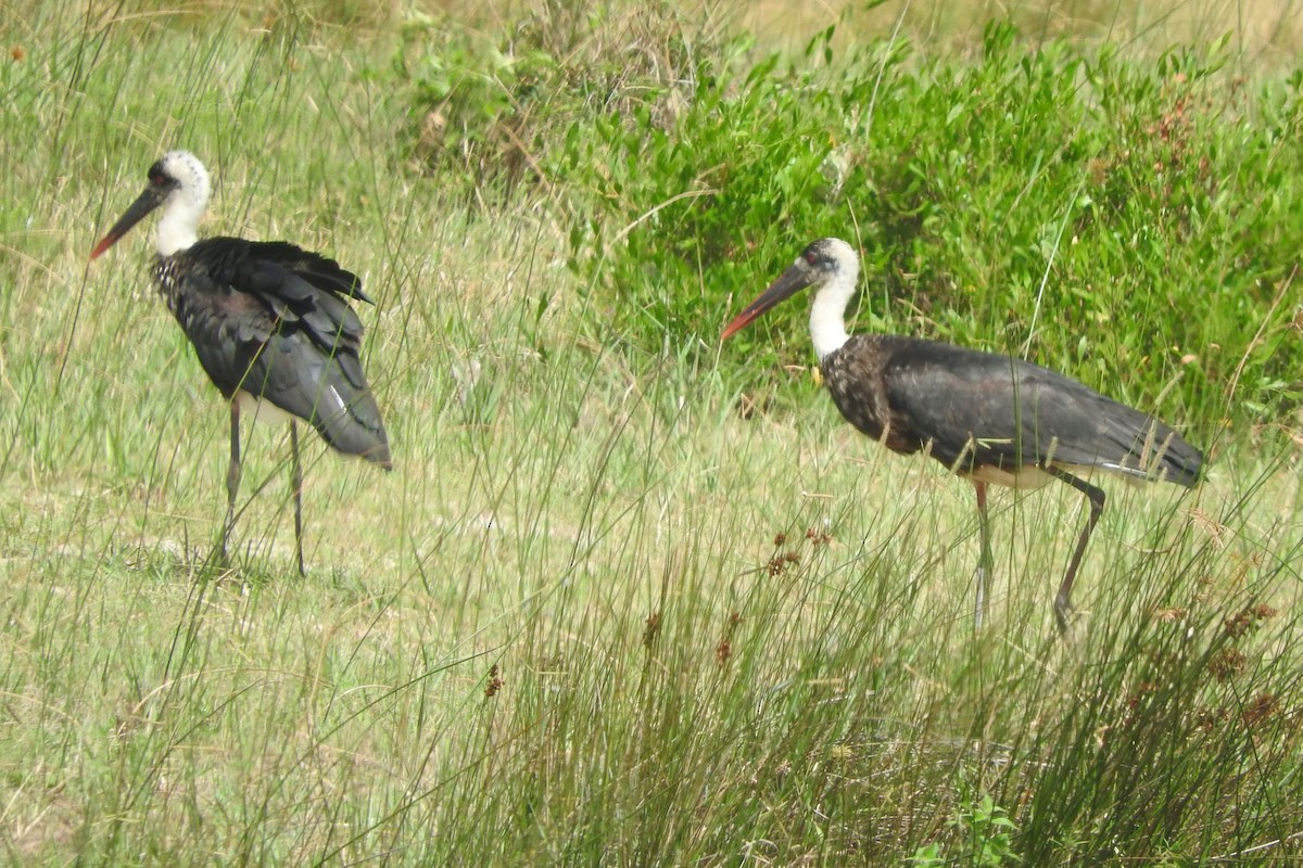 African Woolly-necked Stork - Dieter Oschadleus