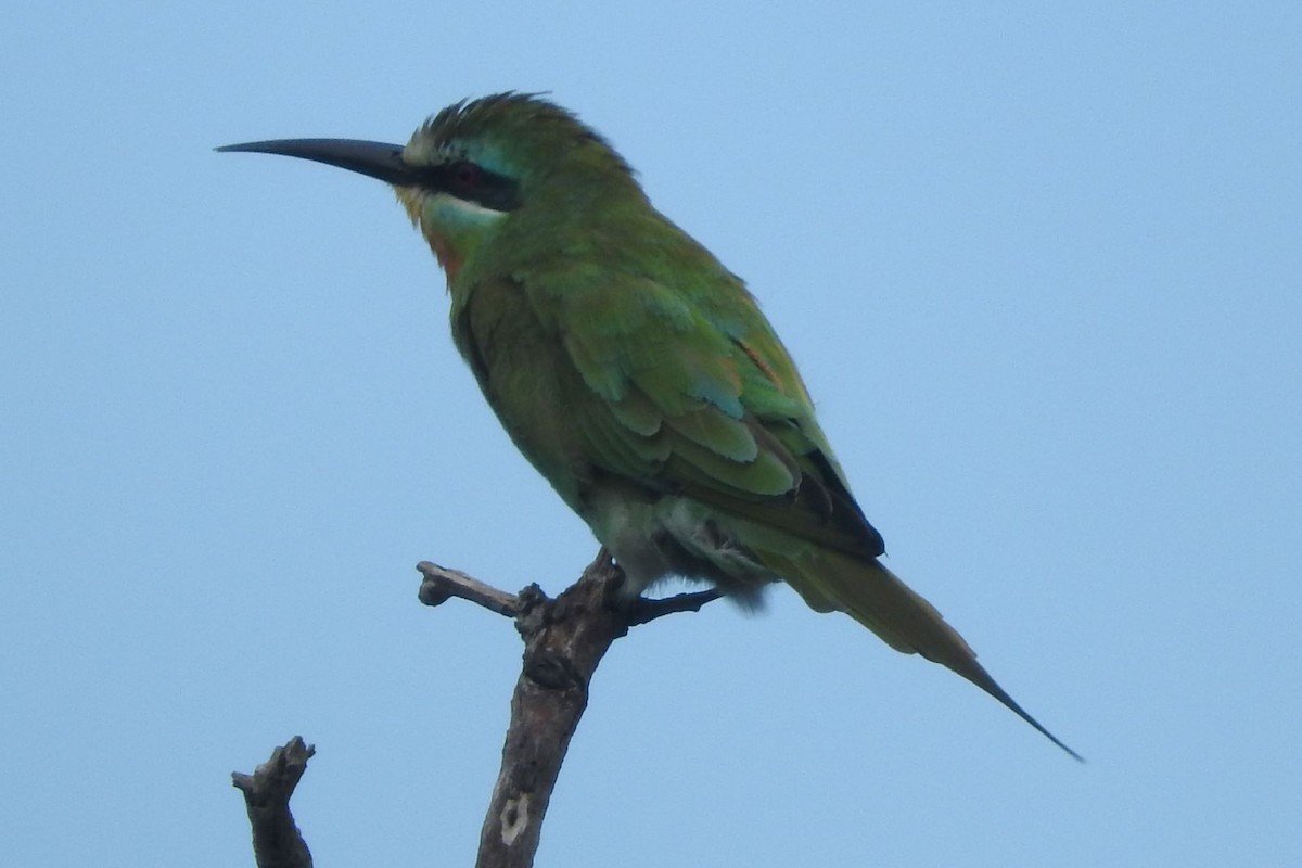 Blue-cheeked Bee-eater - ML485154691