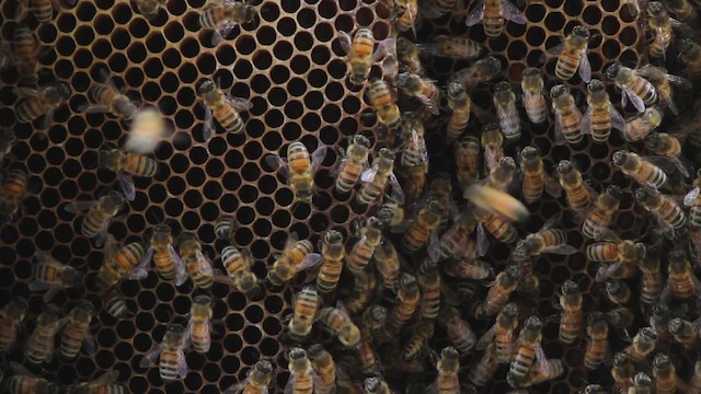 honey bee - ML485157