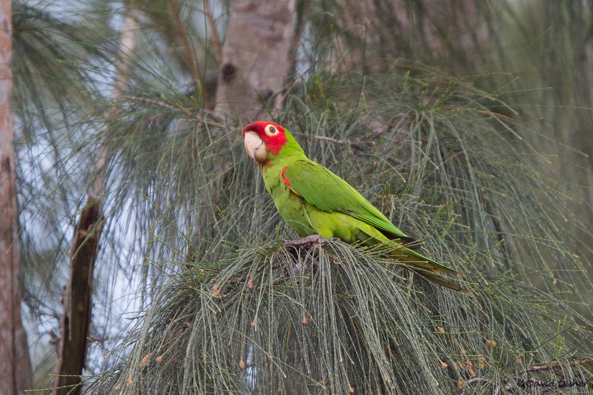 Red-masked Parakeet - David Disher
