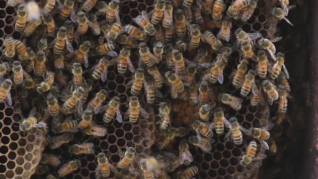 honey bee - ML485158