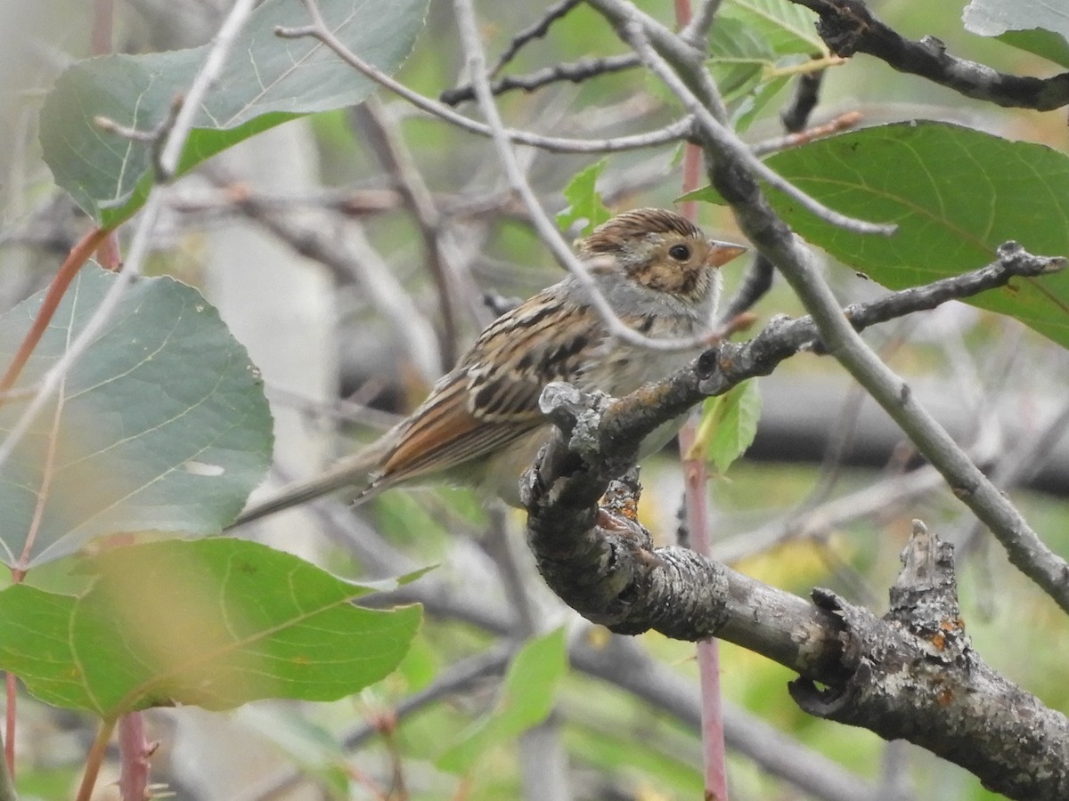 Clay-colored Sparrow - ML485158261