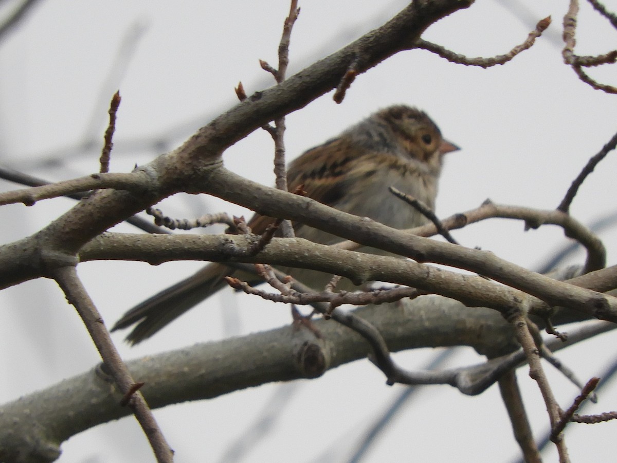 Clay-colored Sparrow - Natalee Bozzi