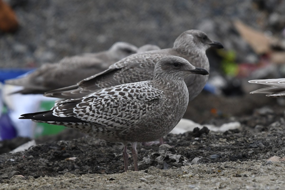 ML485160501 Herring Gull (Vega) Macaulay Library