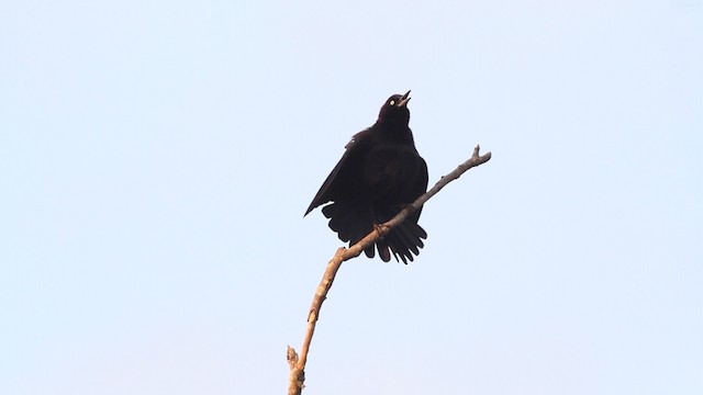  - Common Grackle