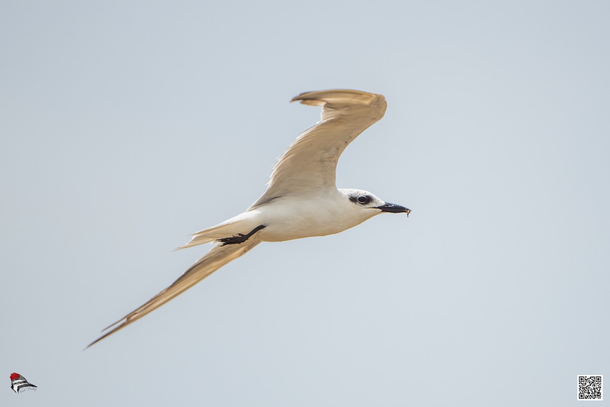 Gull-billed Tern - Pankaj Maheria