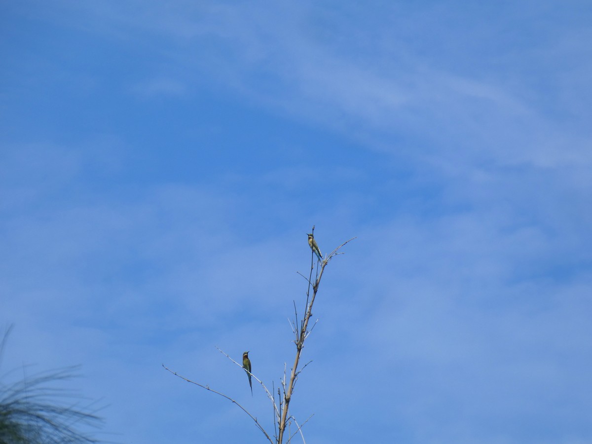 Blue-tailed Bee-eater - Sarabjeet Kaur