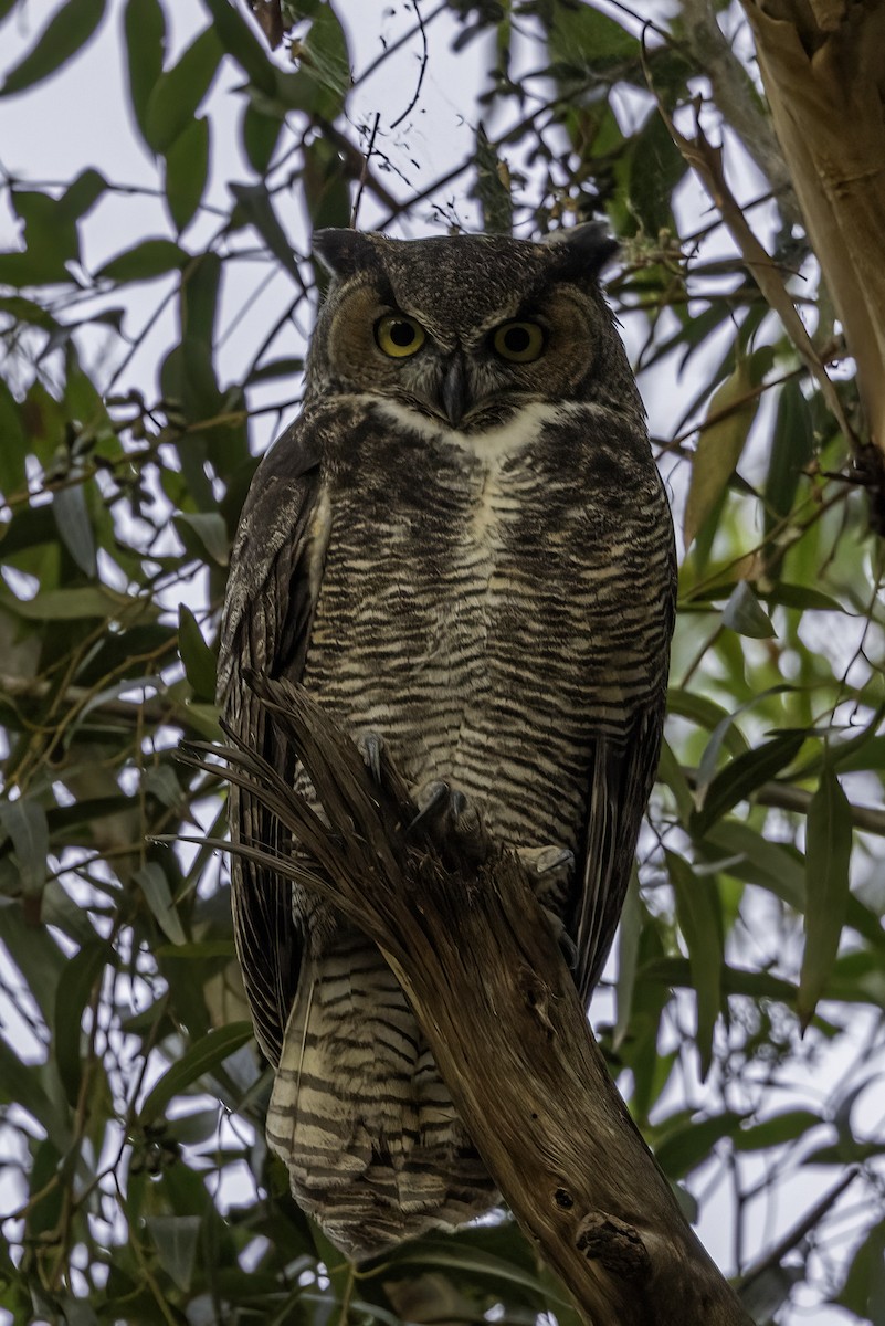 Great Horned Owl - Pema Zonglo