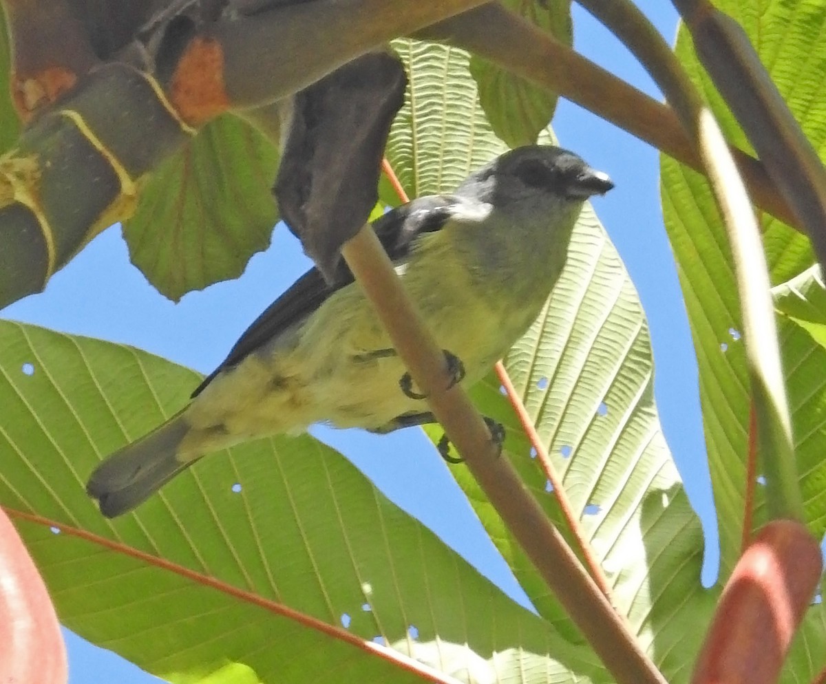 Plain-colored Tanager - ML485174131