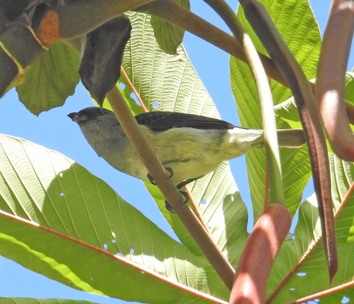 Plain-colored Tanager - ML485174331