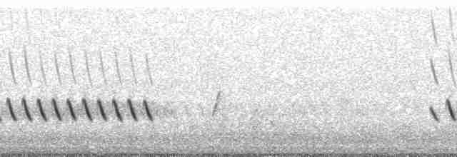 Çizgili Panterkuşu - ML48518
