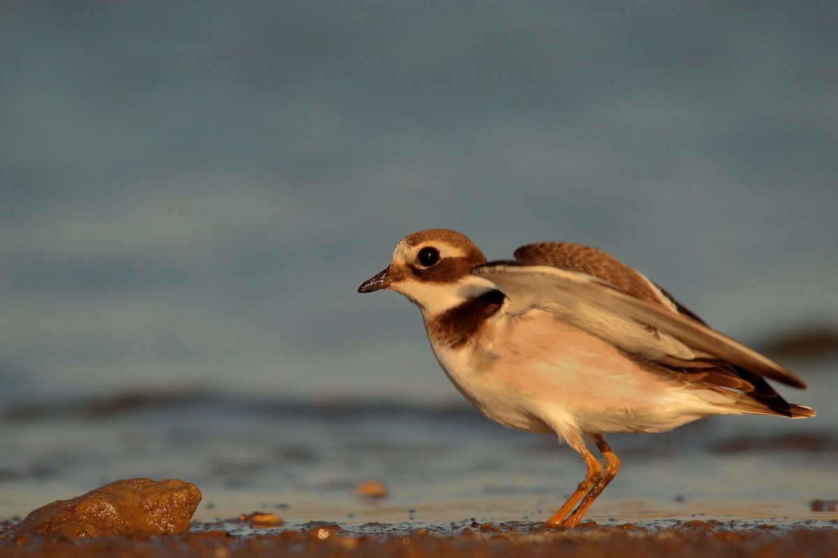 Common Ringed Plover - ML485180191