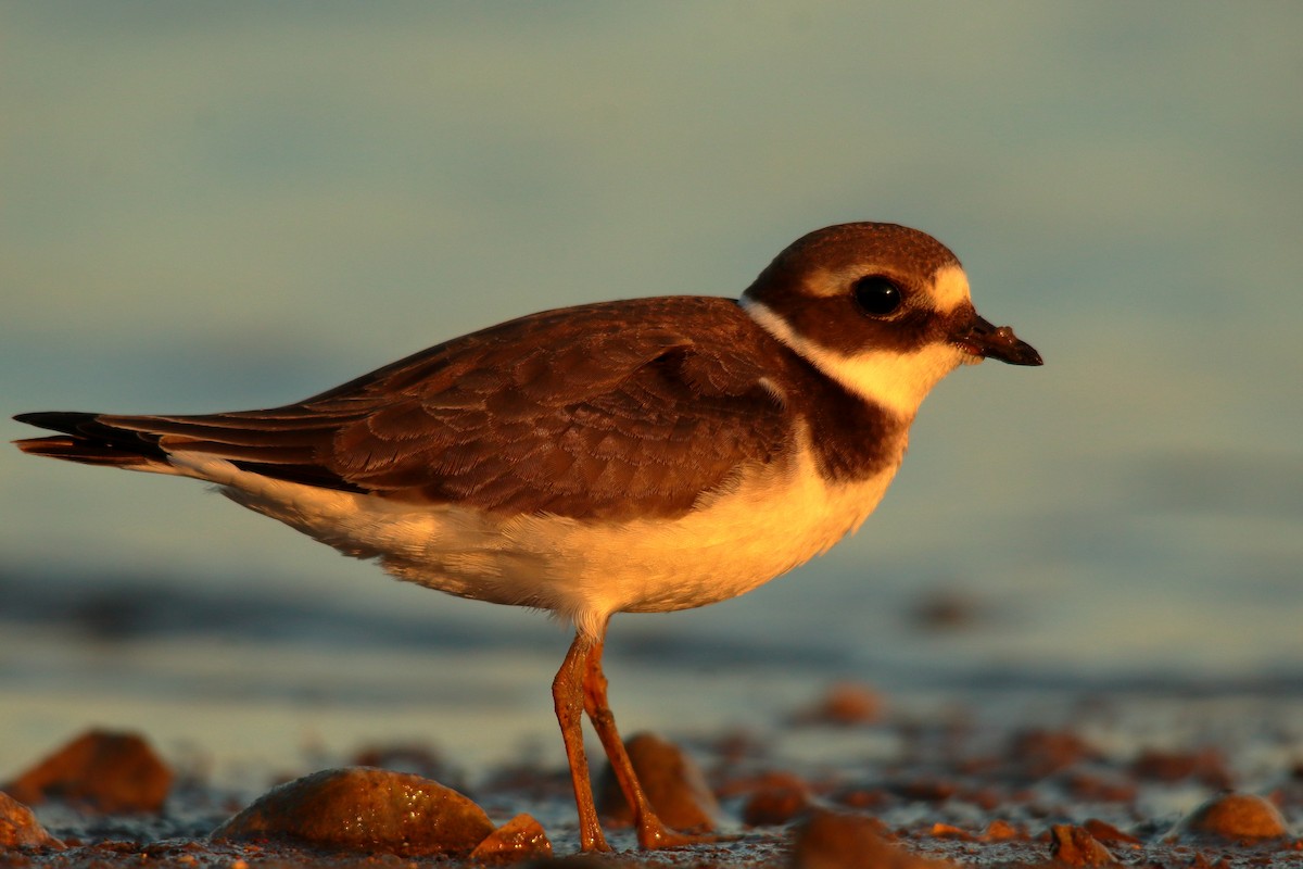 Common Ringed Plover - ML485180201