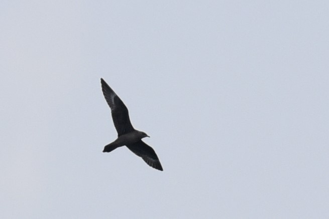Long-tailed Jaeger - ML485182541