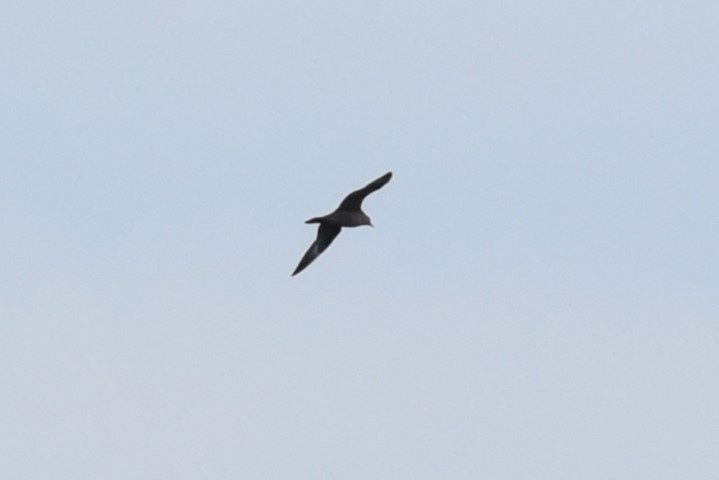 Long-tailed Jaeger - ML485182841