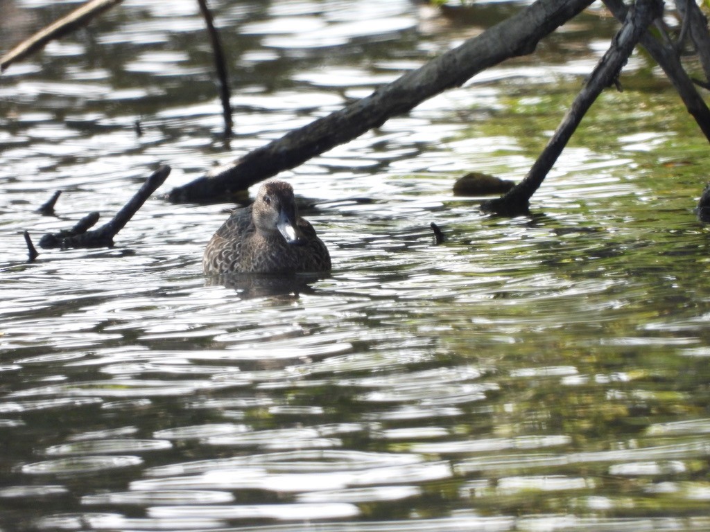 Blue-winged Teal - ML485182951