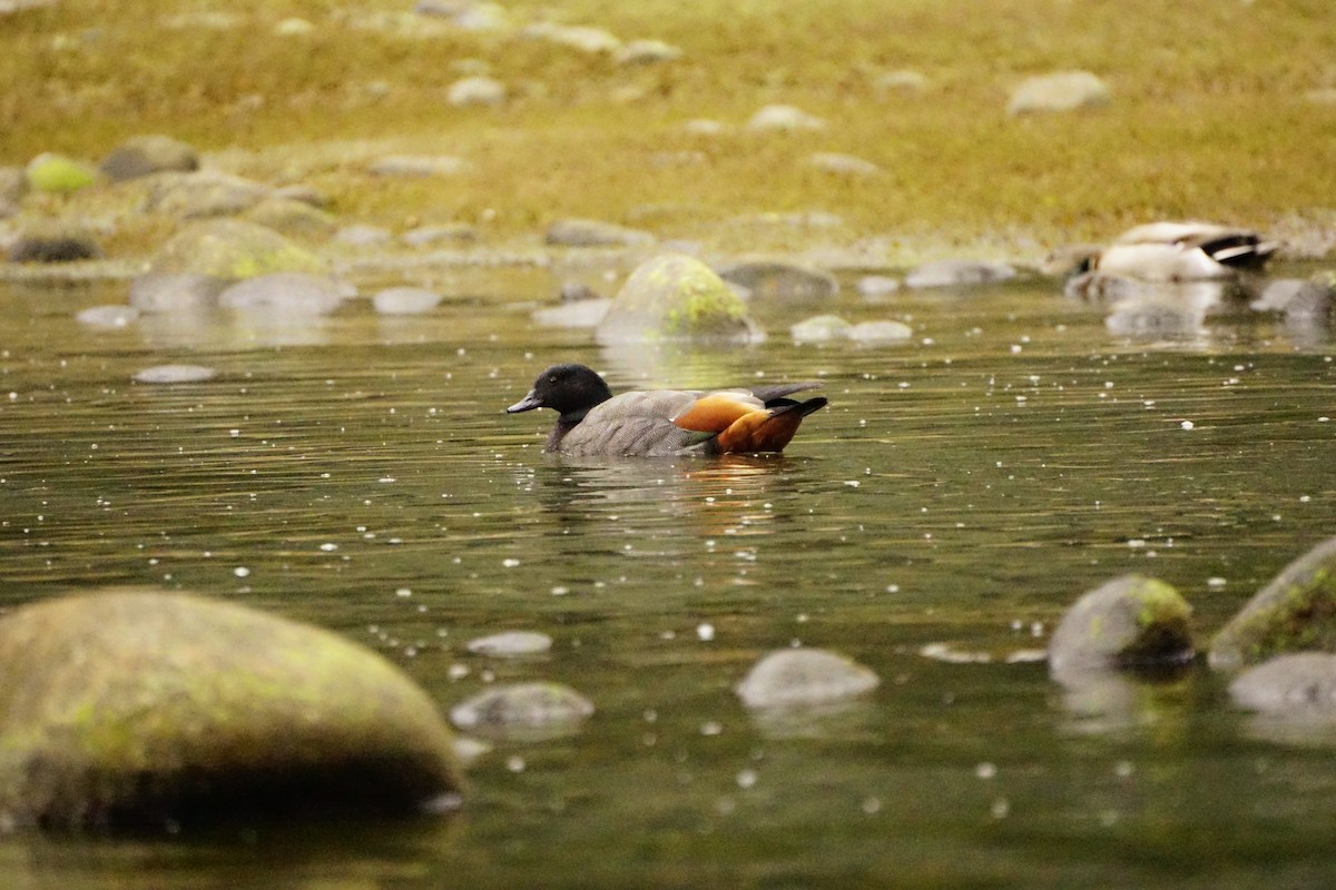 New Zealand Bird Atlas Checklist Sep Milford Sound