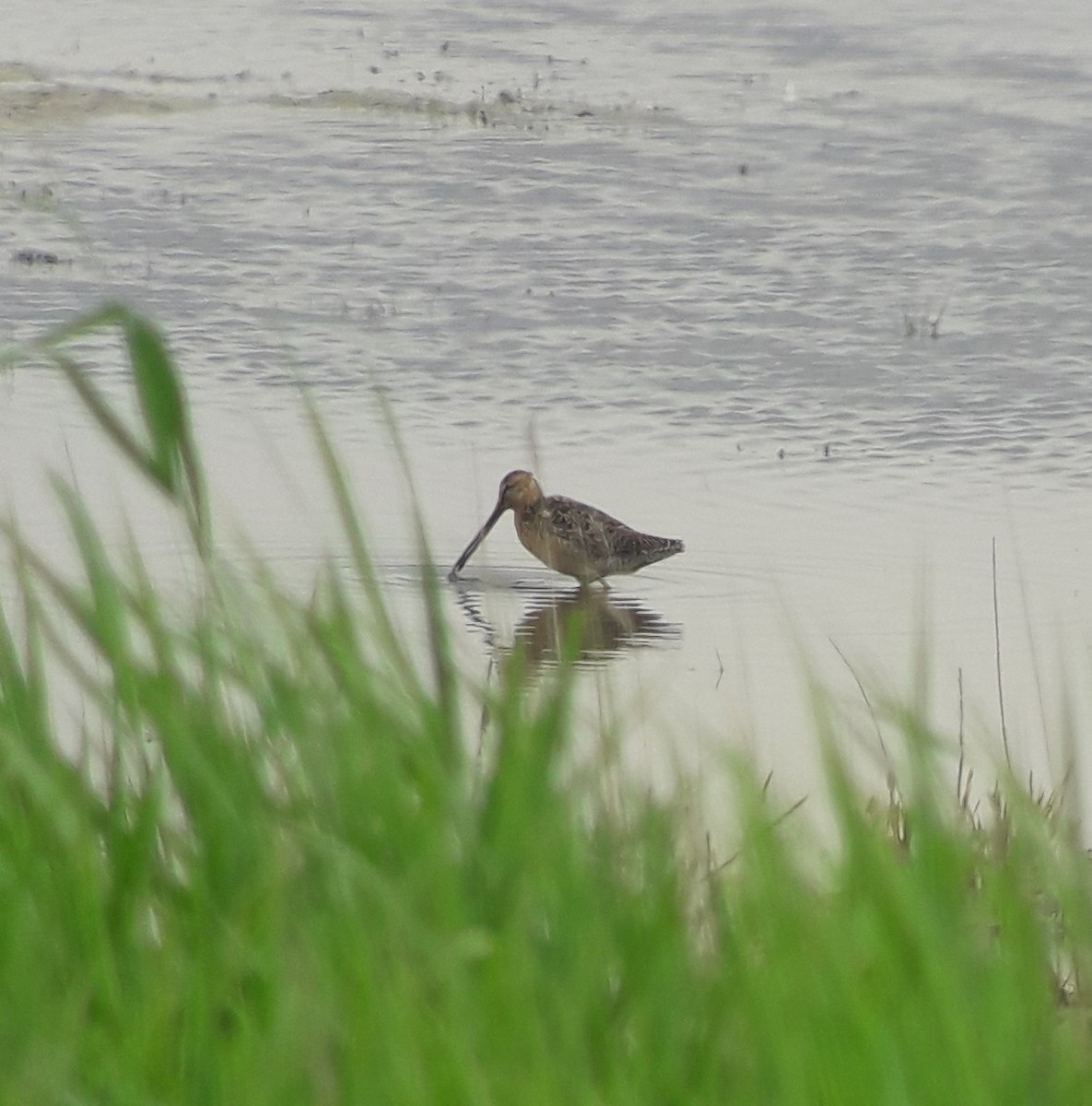 Long-billed Dowitcher - ML485190791