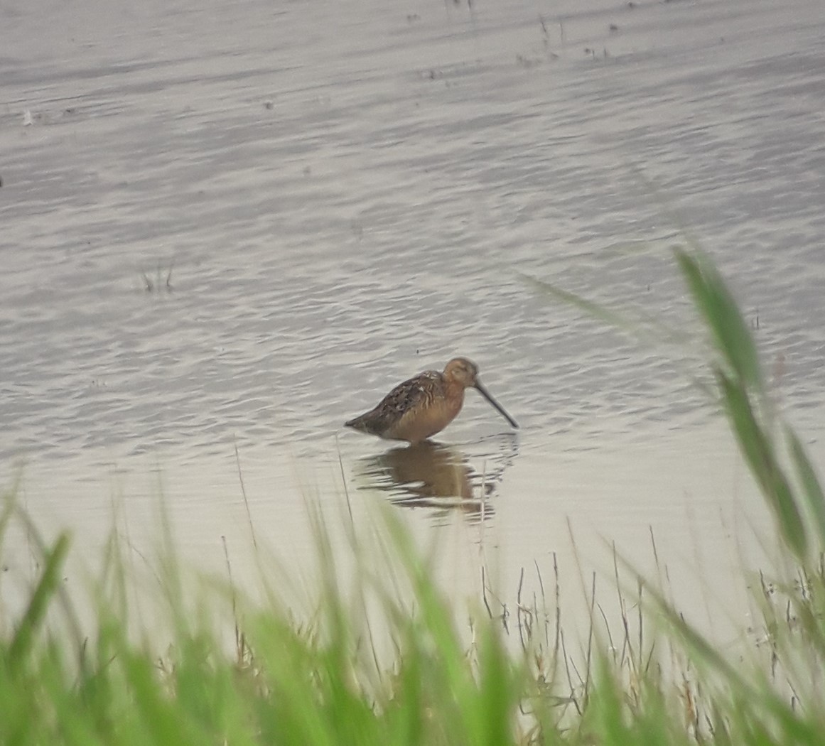 Long-billed Dowitcher - ML485190801