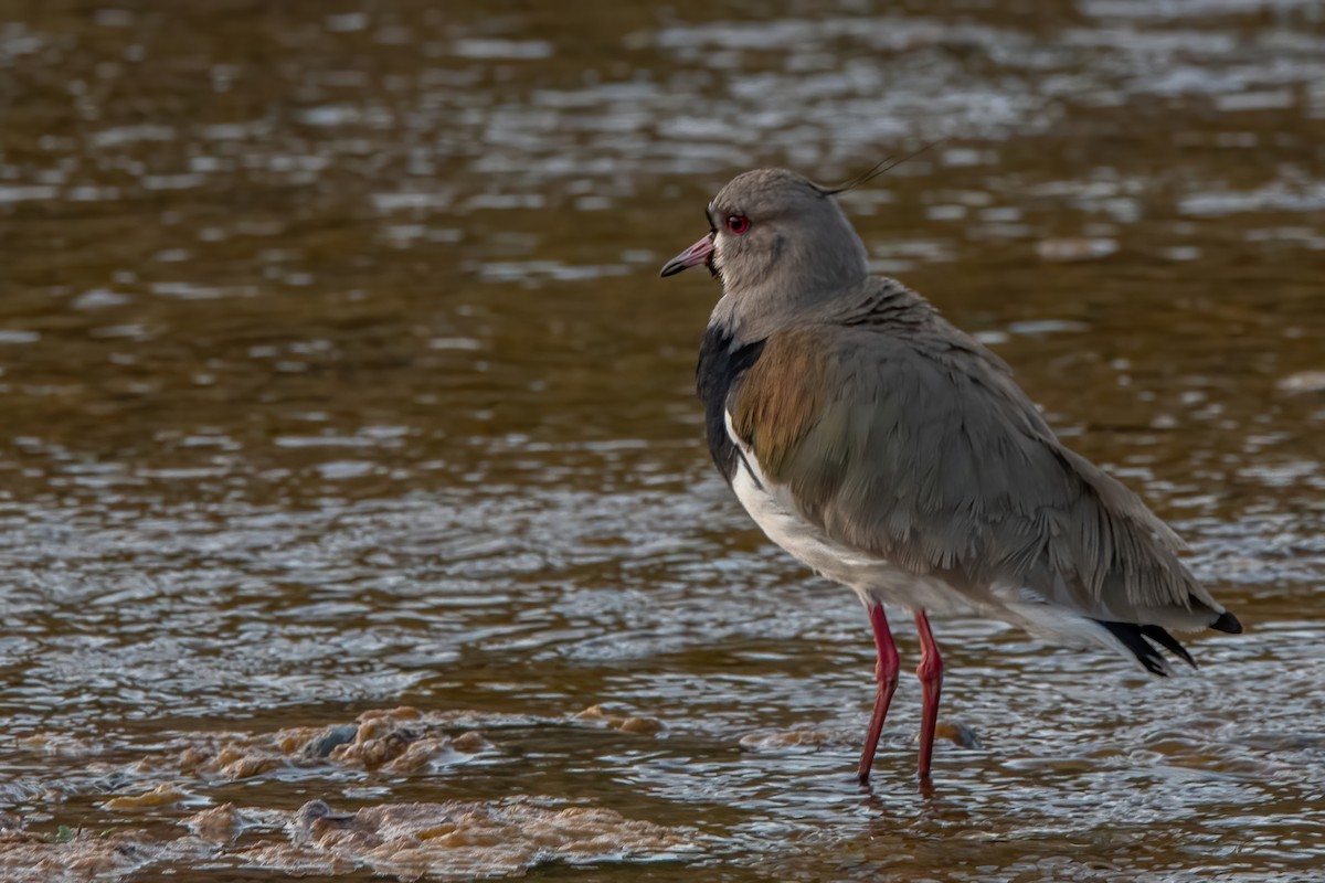 Andean Lapwing - ML485191991