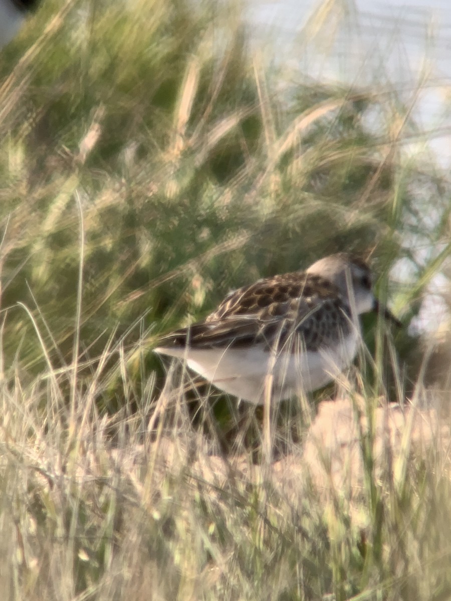 Semipalmated Sandpiper - Russell Taylor