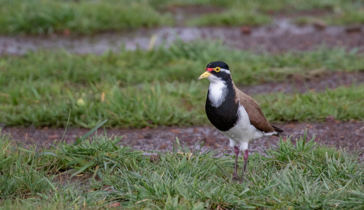 Banded Lapwing - ML485194891