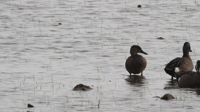 Blue-winged Teal - ML485195